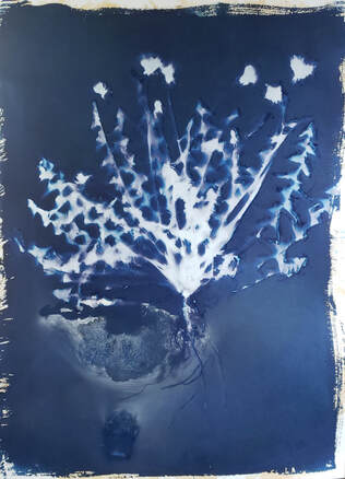 Blue paper with white imprint of plant material