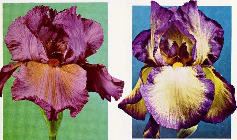 Photos iris flowers over rectangles. 