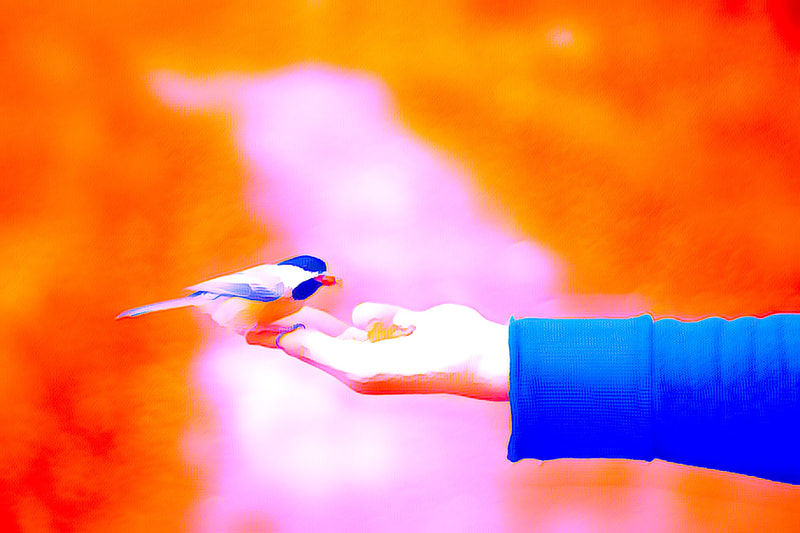 Hand holding finch