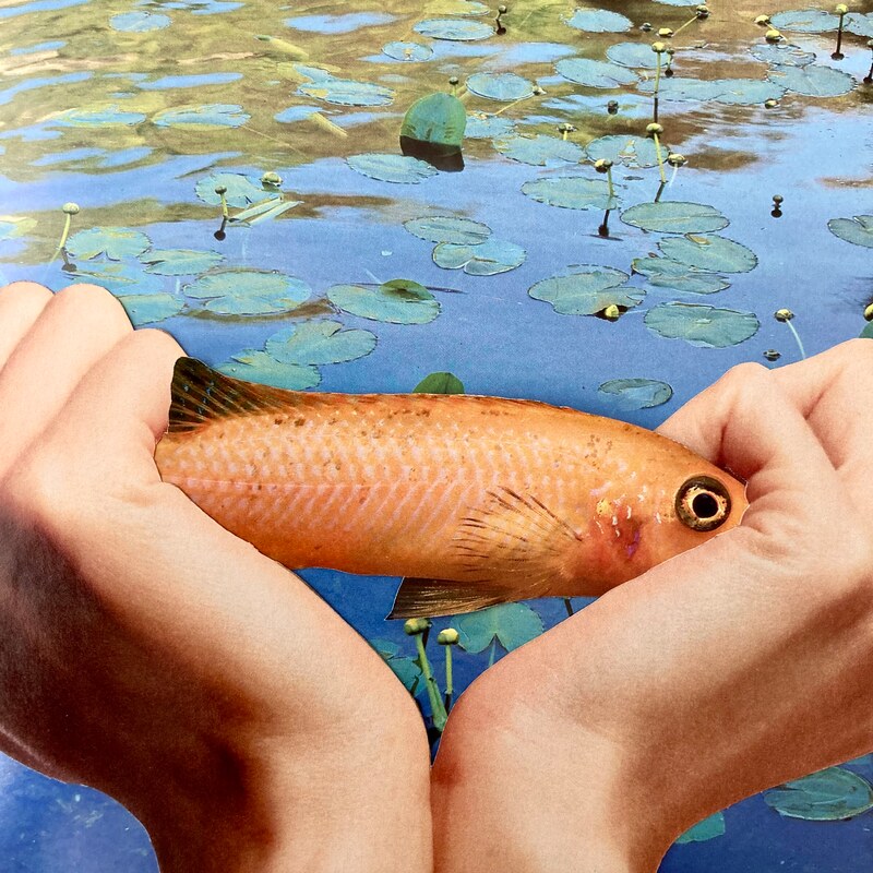 Collage. Background: pond with lily pads. Foreground: Two hands gripping a koi as if to bend it in half. One fish eye is showing. 