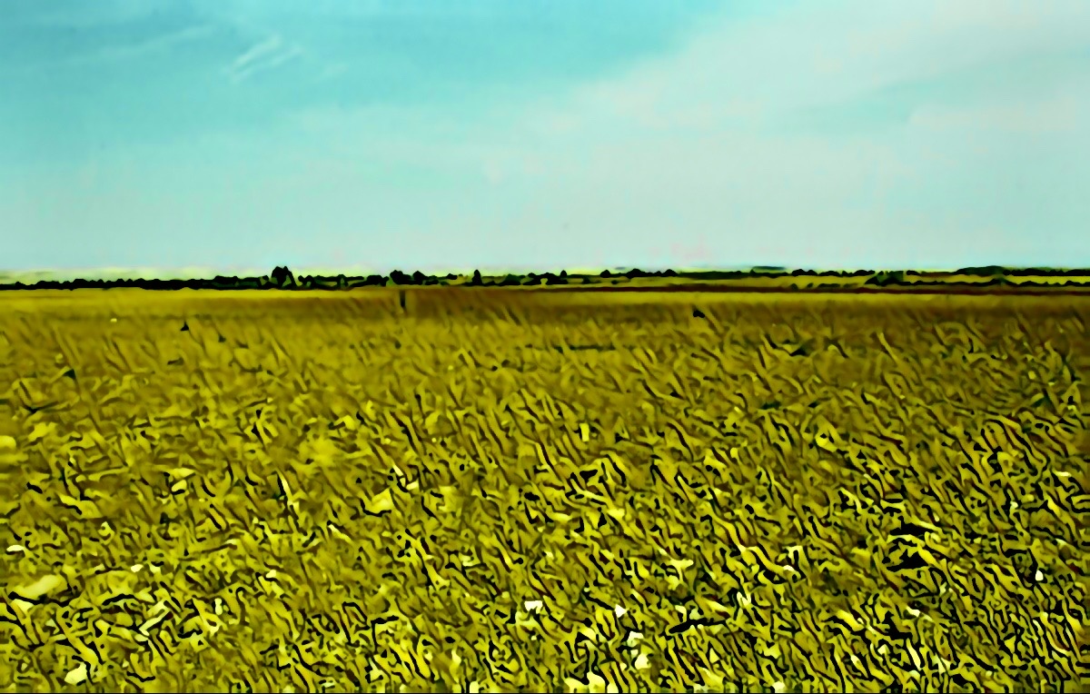 Empty yellow field, blue sky