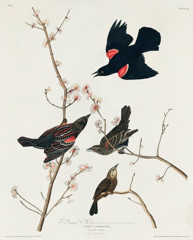 Illustration of three red winged black birds and a little brown bird on branches blooming with small pink flowers. The background is off-white. 